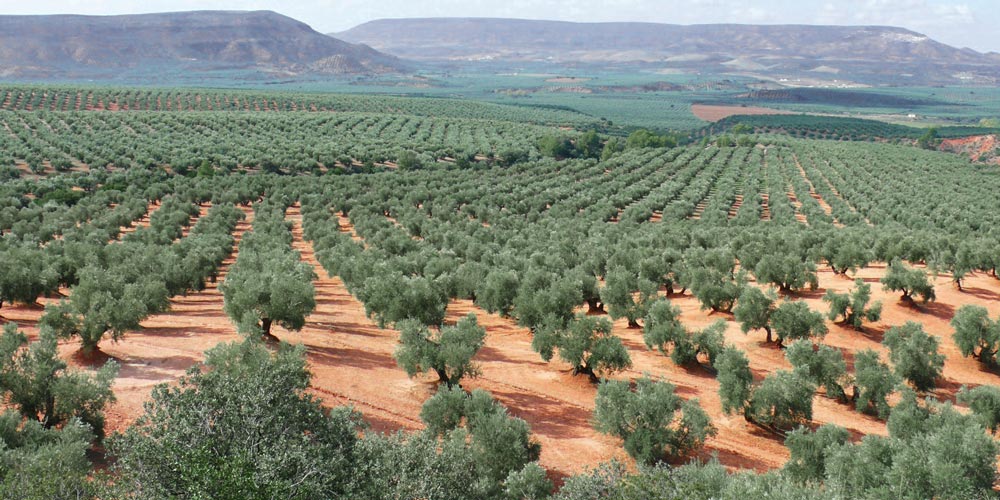 Olivos en Jaen, Andalusia